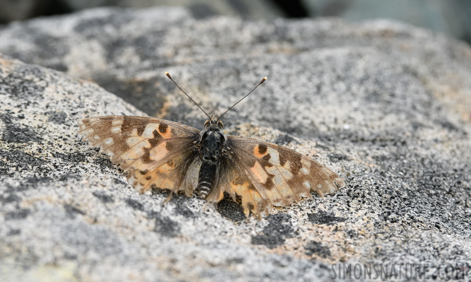 [400 mm, 1/3200 Sek. bei f / 9.0, ISO 1600]